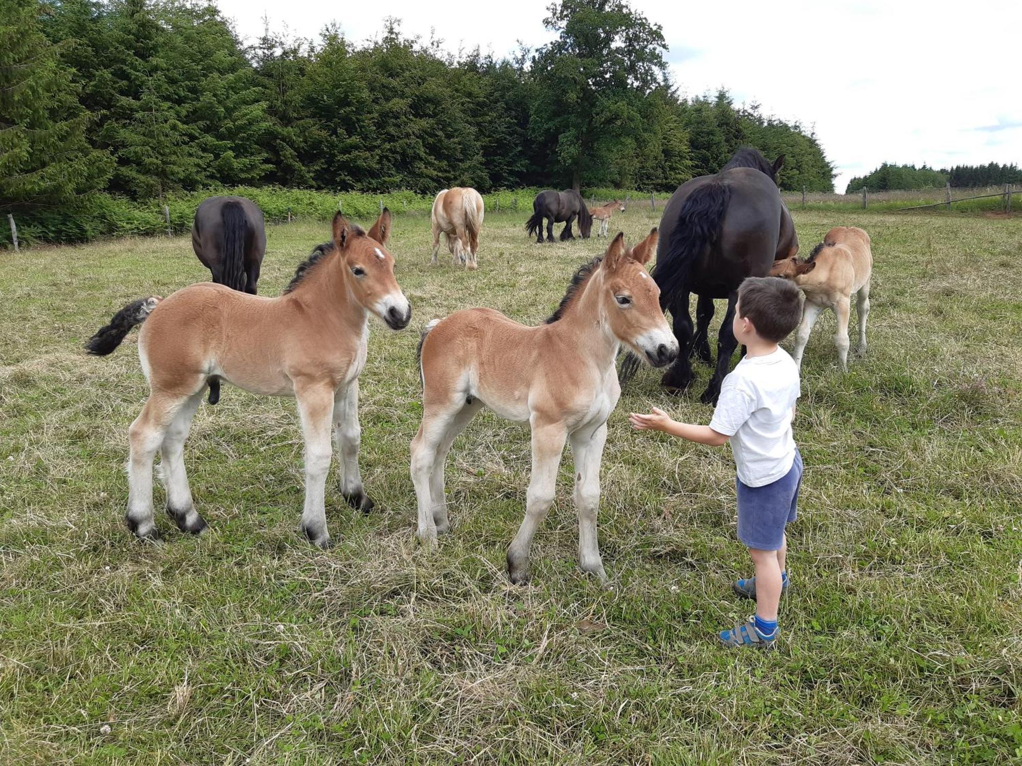 Gite Le Cheval Ardennais Gouvy Exterior foto